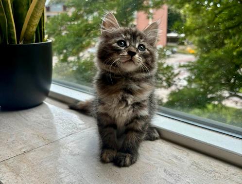 Prachtige Zuivere Siberische Kittens! Sibeer Kitten!, Dieren en Toebehoren, Katten en Kittens | Raskatten | Langhaar, Meerdere dieren
