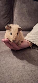 Mooie jonge Us Teddy cavia, Cavia, Mannelijk, Tam, Oktober