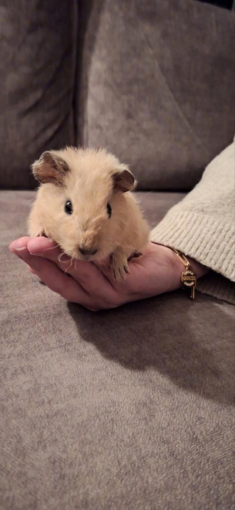 Mooie jonge Us Teddy cavia, Dieren en Toebehoren, Knaagdieren, Mannelijk, Cavia, Oktober, Tam