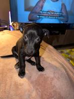 Pincher X Pitbull Pup Reu, Reu, 8 tot 15 weken, Bulldog, Eén hond