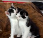 4 lieve boerderij kittens te koop!, Kater, Kortharig, 0 tot 2 jaar