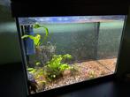 Aquarium superfish, Dieren en Toebehoren, Vissen | Aquaria en Toebehoren, Ophalen, Zo goed als nieuw, Gevuld zoetwateraquarium
