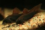 Corydoras venezuele black, Dieren en Toebehoren, Vis, Zoetwatervis, Schoolvis