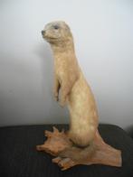 taxidernie bunzing/marter? opgezette dieren staand, Verzamelen, Dierenverzamelingen, Ophalen, Gebruikt, Overige soorten, Overige typen