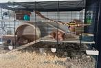 Hamsterkooi inclusief Goudhamster (syrische hamster), Dieren en Toebehoren, Hamster, Maart, Mannelijk, Tam