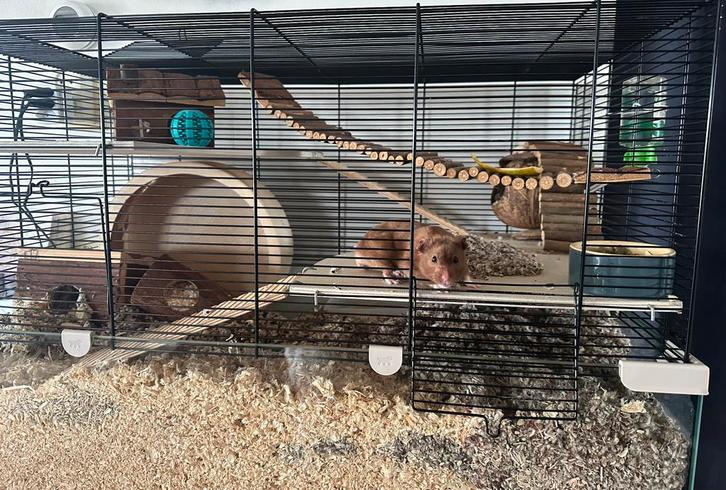 Hamsterkooi inclusief Goudhamster (syrische hamster), Dieren en Toebehoren, Knaagdieren, Mannelijk, Hamster, Maart, Tam
