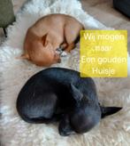 Chihuahua pups mogen naar een gouden huisje, Reu, 8 tot 15 weken, Meerdere, Chihuahua