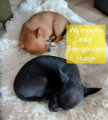 Chihuahua pups mogen naar een gouden huisje beschikbaar voor biedingen