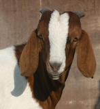mooie boergeit bok, Dieren en Toebehoren, Schapen, Geiten en Varkens, Mannelijk, Geit, 0 tot 2 jaar