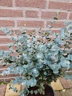 Eucalyptus gunnii 'Azura' - winterharde Gomboom, Tuin en Terras, Planten | Tuinplanten, Ophalen, Overige soorten, Volle zon