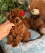 Toypoedel teefje pup, Dieren en Toebehoren, Honden | Chihuahua's en Gezelschapshonden, Poedel, Rabiës (hondsdolheid), 8 tot 15 weken