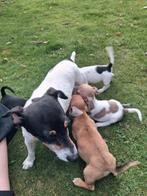 Jack russel pups, Dieren en Toebehoren, Honden | Jack Russells en Terriërs, Parvo, Jack Russell Terriër, 8 tot 15 weken, Meerdere