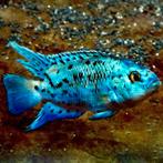blue Jack Dempsey 25.90 per stuk, Vis, Zoetwatervis