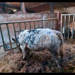 Dikbil pink, Vrouwelijk, 0 tot 2 jaar
