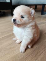 Ras zuivere pomeriaan pup reutje, Keeshond, Reu, Eén hond, Nederland