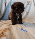 Mooie Shih tzu puppies, Dieren en Toebehoren, Honden | Chihuahua's en Gezelschapshonden, 8 tot 15 weken, Meerdere, Nederland, Particulier
