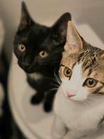 2 raskatten te koop (Amsterdam), Dieren en Toebehoren, Katten en Kittens | Raskatten | Korthaar, Kater