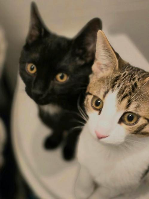 2 katten te koop (Amsterdam), Dieren en Toebehoren, Katten en Kittens | Raskatten | Korthaar, Kater