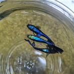 Blue moscow guppy, Vis