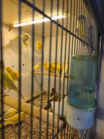 40 kanaries, Dieren en Toebehoren, Meerdere dieren, Kleurkanarie