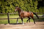 3 jarige merrie Johnson x Painted Blach, Dieren en Toebehoren, Paarden, Merrie, Gechipt, Dressuurpaard, Zadelmak