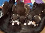 Kittens, Dieren en Toebehoren, Katten en Kittens | Overige Katten, Poes