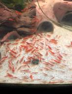 Vuurgarnaal - vuurgarnalen - sherry shrimp, Dieren en Toebehoren, Kreeft, Krab of Garnaal, Zoetwatervis, Schoolvis