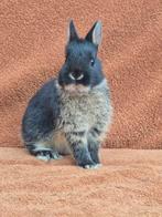 Kleurdwerg zwart otter klein mini dwerg tam konijntje, Dieren en Toebehoren, Konijnen, Mannelijk, Dwerg, 0 tot 2 jaar