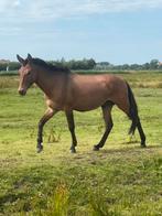 Knap en lief muildier!, Dieren en Toebehoren, Minder dan 160 cm, Hengst, 3 tot 6 jaar, Gechipt