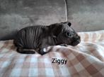 Skinny cavia zeugje, Dieren en Toebehoren, Knaagdieren, September, Vrouwelijk, Cavia