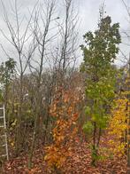 Fagus onrent isklonden, Ophalen of Verzenden, Bloeit niet, Volle zon, Overige soorten