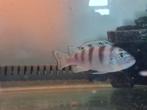 Kenyi cichlide (Maylandia lombardoi), Dieren en Toebehoren, Vissen | Aquariumvissen, Vis, Zoetwatervis