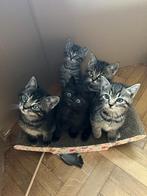 Kittens te koop, Dieren en Toebehoren, Katten en Kittens | Overige Katten, Poes, Kortharig, 0 tot 2 jaar