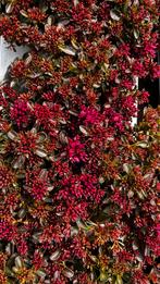 Sedum spurium spot On deep rose vetkruid, Tuin en Terras, Planten | Tuinplanten, Ophalen, Zomer, Overige soorten, Volle zon