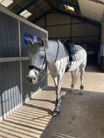 Kavalkade frontriem full, Dieren en Toebehoren, Ophalen of Verzenden, Zo goed als nieuw, Dressuur