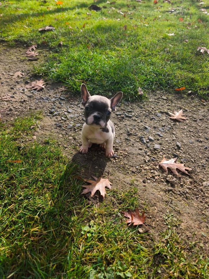 Frans buldog  eu pasport, Dieren en Toebehoren, Honden | Poolhonden, Keeshonden en Oertypen, Meerdere dieren, Particulier, Meerdere