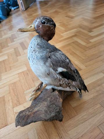 Wintertaling -Eendje Taxidermie beschikbaar voor biedingen