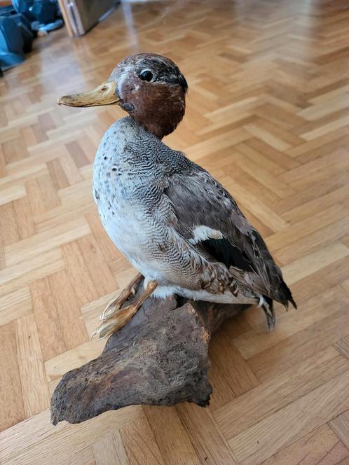 Wintertaling -Eendje Taxidermie, Verzamelen, Dierenverzamelingen, Zo goed als nieuw, Opgezet dier, Vogel, Ophalen of Verzenden