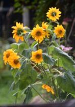 Zonnebloem zaden uit biologische tuin, Tuin en Terras, Ophalen of Verzenden, Voorjaar, Volle zon, Zaad