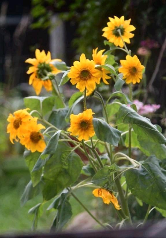 Zonnebloem zaden uit biologische tuin, Tuin en Terras, Bloembollen en Zaden, Zaad, Voorjaar, Volle zon, Ophalen of Verzenden