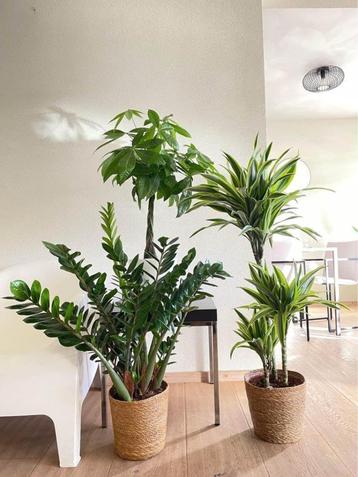 3for120-Zamioculcas Zamifolia & Money Tree & Lemon Lime beschikbaar voor biedingen