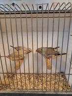 Zebravinken 4 poppen, Vrouwelijk, Tropenvogel, Geringd