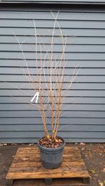 Meerstammige / solitaire / bijzondere struiken en bomen!, Tuin en Terras, Planten | Bomen, Lente, 250 tot 400 cm, Volle zon, In pot