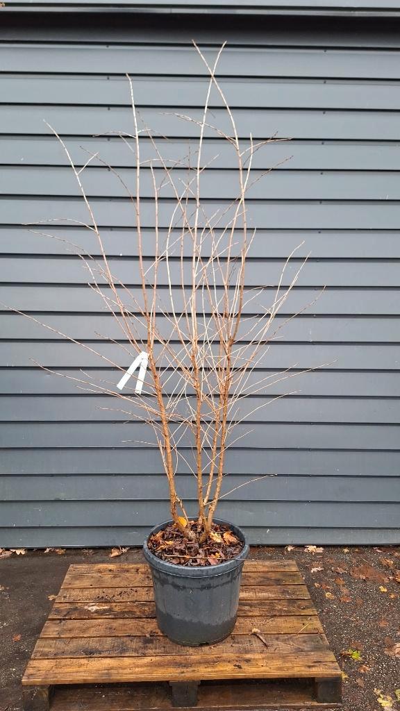 Meerstammige / solitaire / bijzondere struiken en bomen!, Tuin en Terras, Planten | Bomen, Overige soorten, 250 tot 400 cm, Volle zon