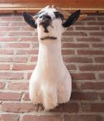 Geit, schoudermontage | taxidermie, Ophalen of Verzenden, Nieuw, Boerderijdier, Opgezet dier