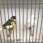 Koppel glosters, Dieren en Toebehoren, Vogels | Kanaries, Meerdere dieren, Kleurkanarie