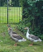Drie jonge ganzen, Geslacht onbekend, Gans of Zwaan