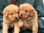 Nova scotia duck tolling retriever, Dieren en Toebehoren, Nederland, Overige rassen, 8 tot 15 weken, CDV (hondenziekte)