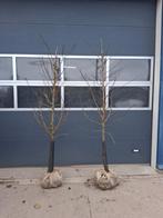 Pruimenboom Jubileum - Heerlijke Zoete Pruimen!, Ophalen, Volle zon, Overige soorten