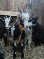 verschillende bokjes geit., Dieren en Toebehoren, Schapen, Geiten en Varkens, Mannelijk, Geit, 0 tot 2 jaar